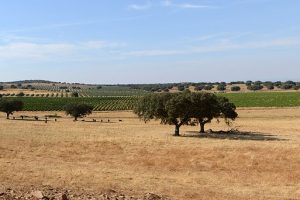 900px-Alentejo_September_2013-1