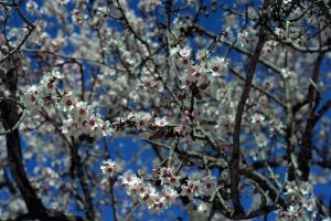 Almond Blossom